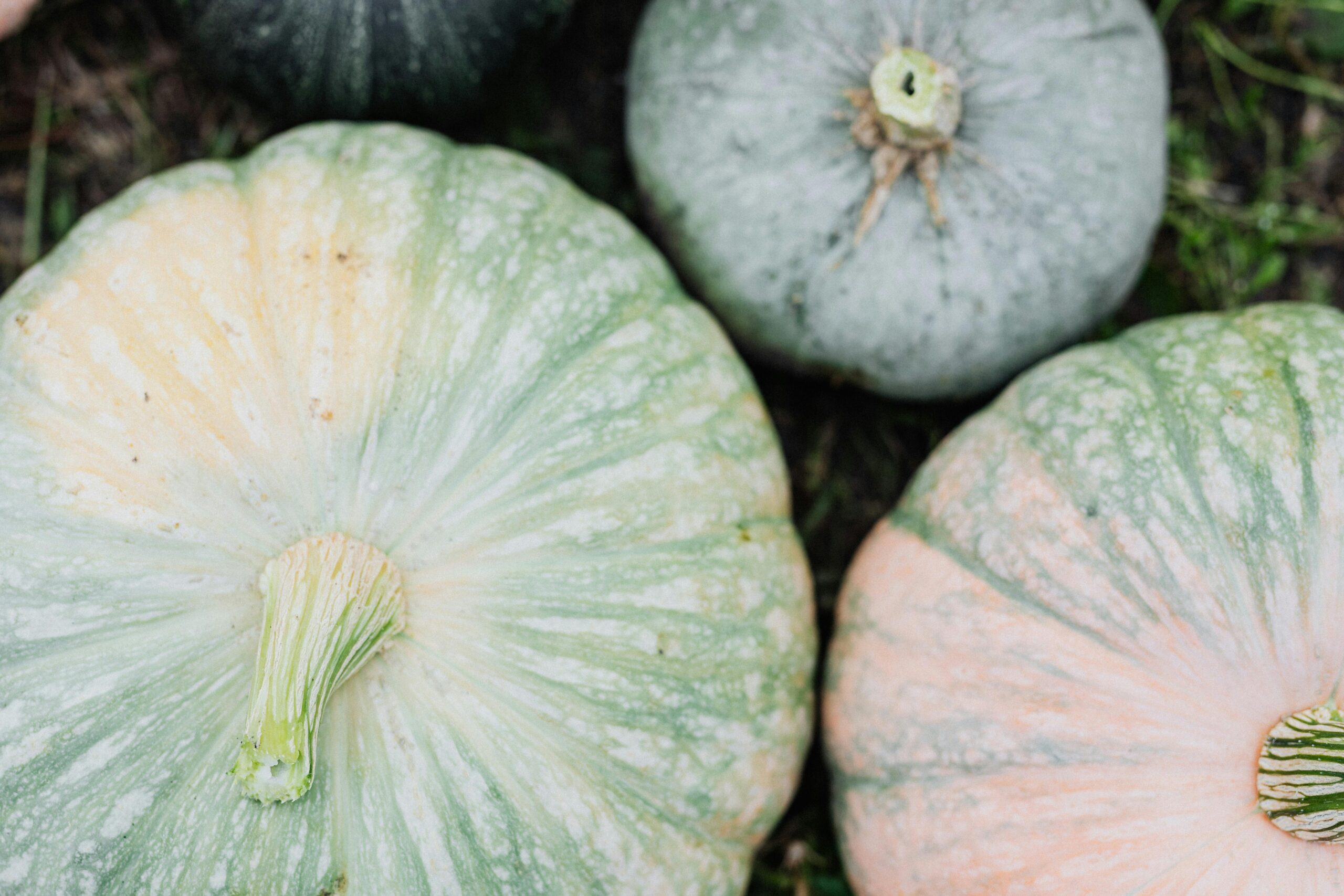pexels photo 5422860 5422860 Top view of green and orange pumpkins on grass, showcasing natural texture.
