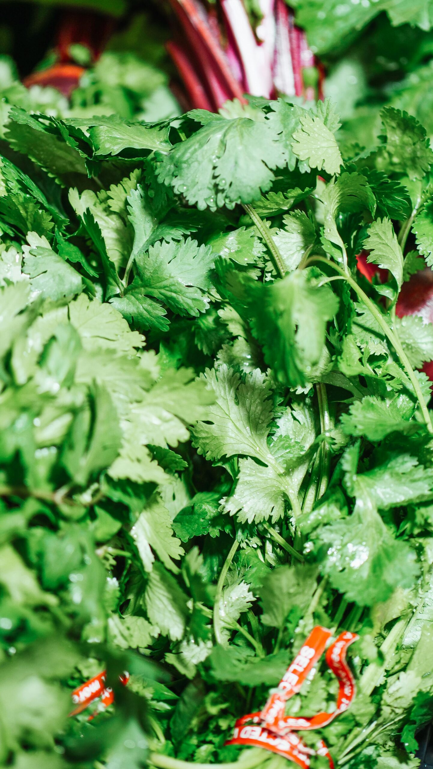 pexels photo 7456525 7456525 Close-up of fresh cilantro leaves in a vibrant green display at a market.