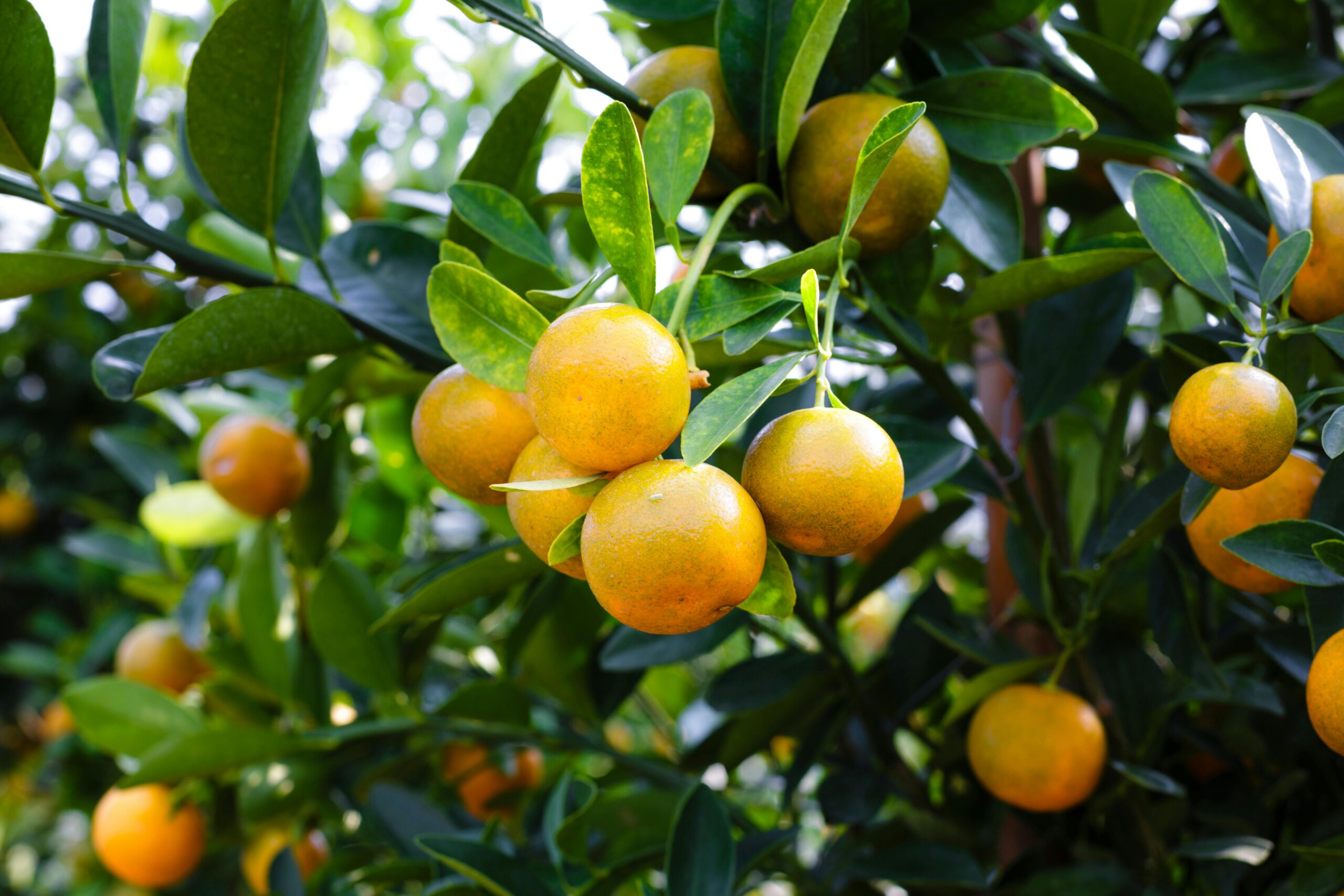 pexels photo 2135677 2135677 Vibrant oranges on a citrus tree showcasing fresh, healthy produce outdoors.