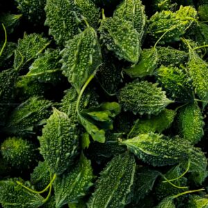 Top view of fresh green bitter melon with textured skin.